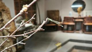 Yunyuan Lakeview Heritage Retreat Chinese Classical Garden by Dianchi Lake, Near Kunming Ethnic Village - 6