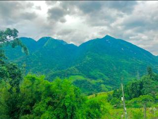 Bluebell Homestay - 7