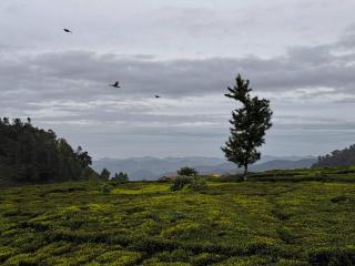 Bagaan - Tea Plantation Stay, Ooty - 8