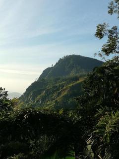 Ella Mountain Mist - 1