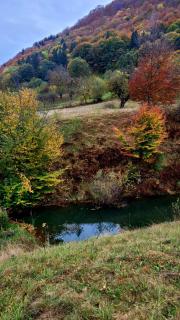Bran Forest Hideaway - 8
