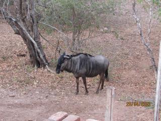 Hyena Chalet Marloth Park - 5