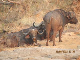 Hyena Chalet Marloth Park - 3
