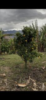 Granja Wawkys - 1