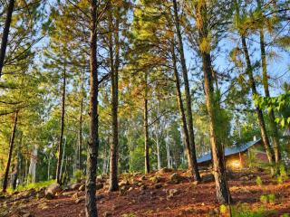 Ella Pine Chalets - 1