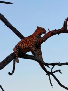 Unfold Africa Safaris - 9