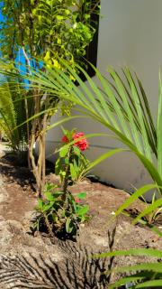 Zanzi Comfort House - Jambiani - 4