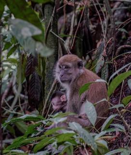 Bukit Lawang HOSTEL - 3