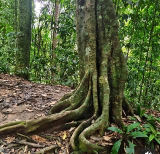 Bukit Lawang HOSTEL - 2