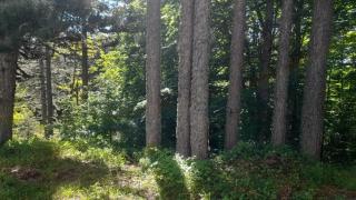 La Casetta nel Pineto - 6