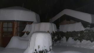 Bergrose - 2