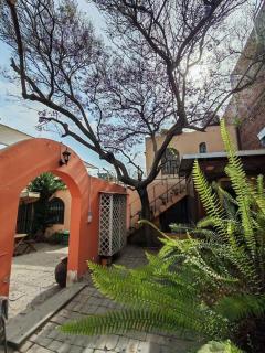 Jacaranda - 2