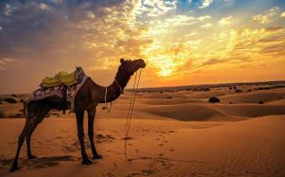 Surya Bagh Luxury Desert Camp - 3