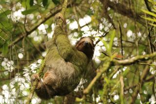 Arenal Rainforest - 7
