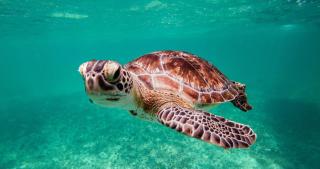 Makena Surf - CoralTree Residence Collection - Wailea - 1