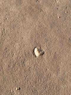 Wadi Rum Astraya - 0