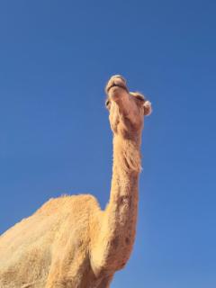 Wadi Rum Astraya - 2