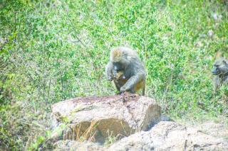Kibuyi Beach Lodge and Campsite - 4