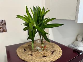 Healing Oasis 1Rk Cozy Studio Medanta - 9