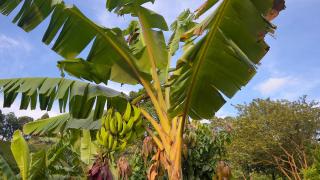 Finca el encanto de Amores - 6