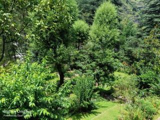 Tall Trees Riverside Resort, Manali - 4