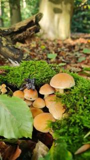 Knus chalet bij het bos voor natuurliefhebbers - 1
