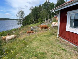 Secluded, private jetty, facing south, on the lake - 7