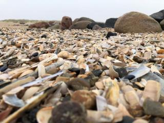 5 star holiday home in Blåvand - 3