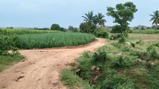 Hampi old village farmstay - 3