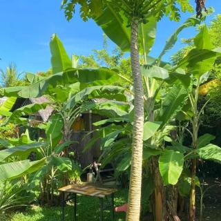 Banana grove travellers inn - 0