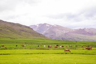 Erpsstadir Cottage - Sauðafell - 0