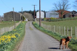 Shandon Farmhouse Bed and Breakfast - 5