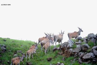 Giantscup Wilderness Reserve - Underberg - 4