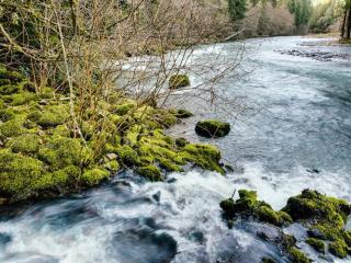 Molalla River Cottage - 7