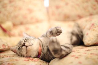 小貓兩三隻民宿 Kittens B&B 貓咪民宿&寵物友善 - 9