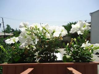Guesthouse Giorgi - Telavi - 9