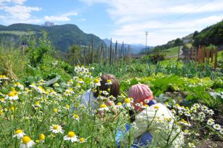 Planatscherhof - Barbiano - 5