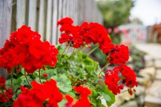 No61 Winchcombe (Cotswolds) - Winchcombe - 2