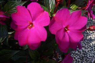 Dong Hua Dream House - 4