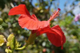 Artemis House - Karpathos - 4