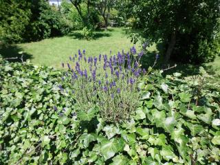 Apartment in Langewiese Sauerland with garden - 3