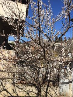 Maia's House in the City center - Tbilisi - 1