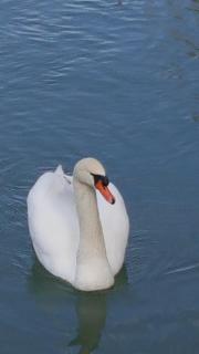 Vila Julija - Bled - 0