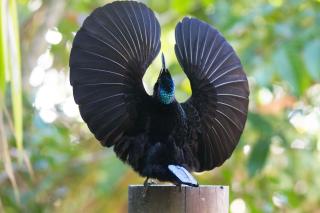 Crater Lakes Rainforest Cottages - Yungaburra - 2
