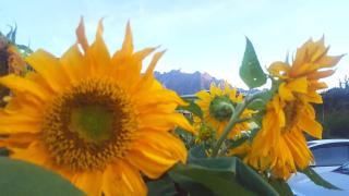 Ren-Hana Kundasang - Kundasang - 6