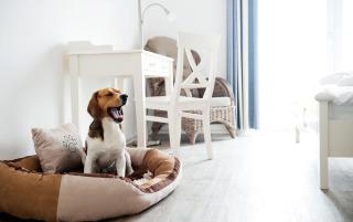 Hotel, Restaurant, Café Pharisäerhof - Nordseeurlaub mit Hund - Nordstrand - 0