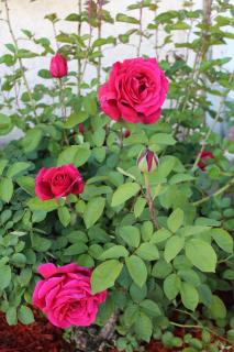 Economy Inn Paso Robles - 1