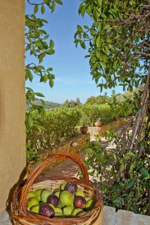 Borgo Riccio - Torchiara - 6