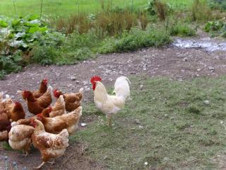 Apartments Seerhof - 2