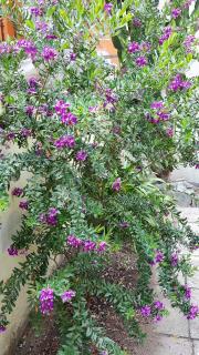 Il Giardino del Nespolo - Alghero - 3